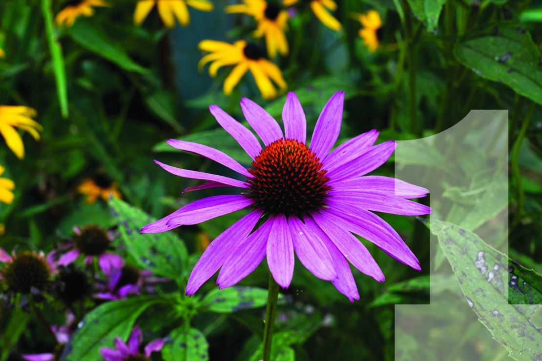 Top 10 Tough Plants for southern gardens Kentucky Living