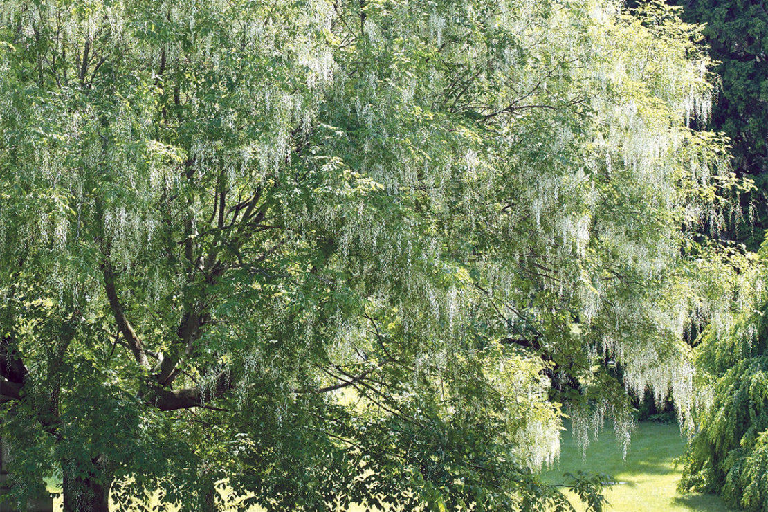 Top 10 Trees Kentucky Living