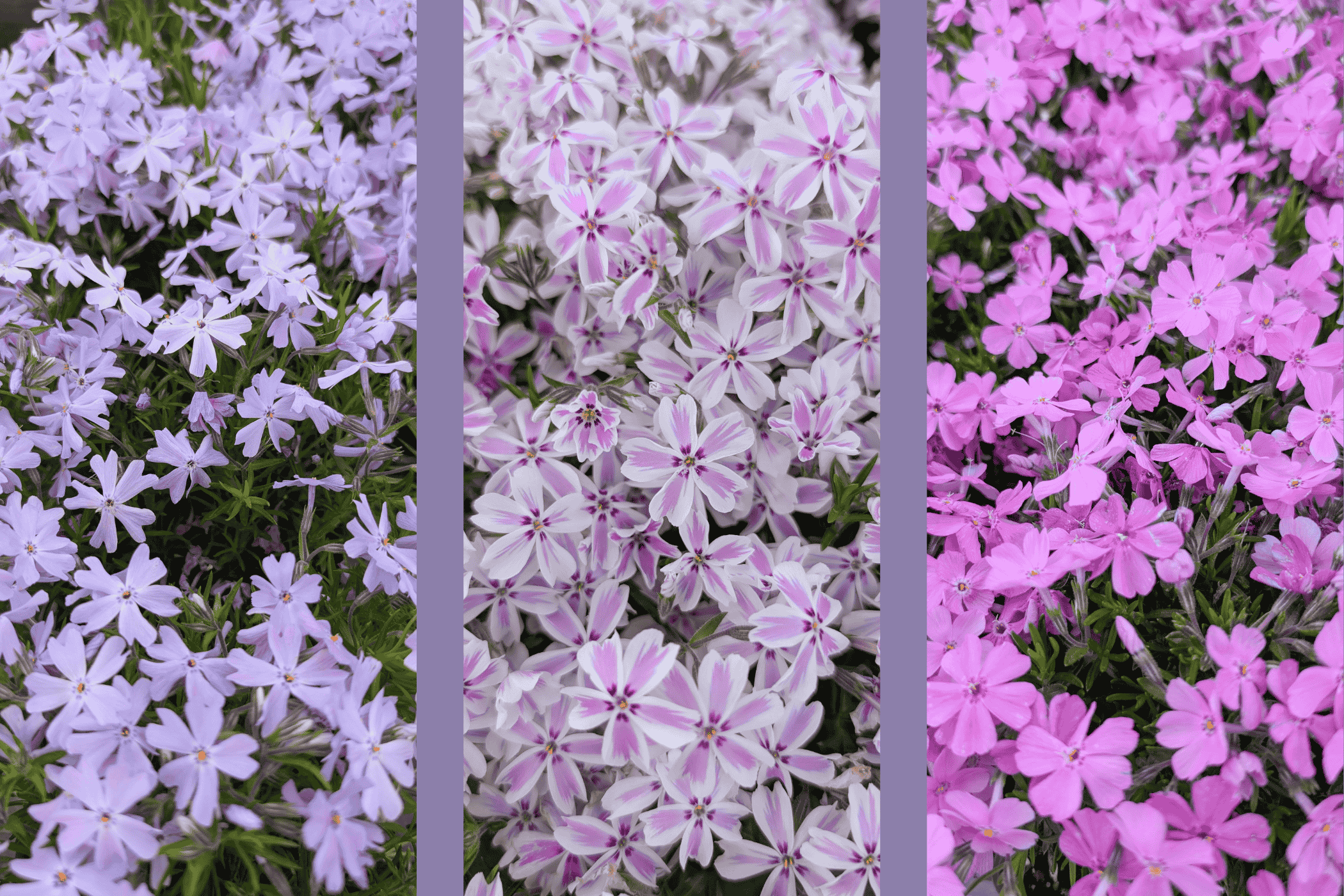 Flowing flowers - Kentucky Living