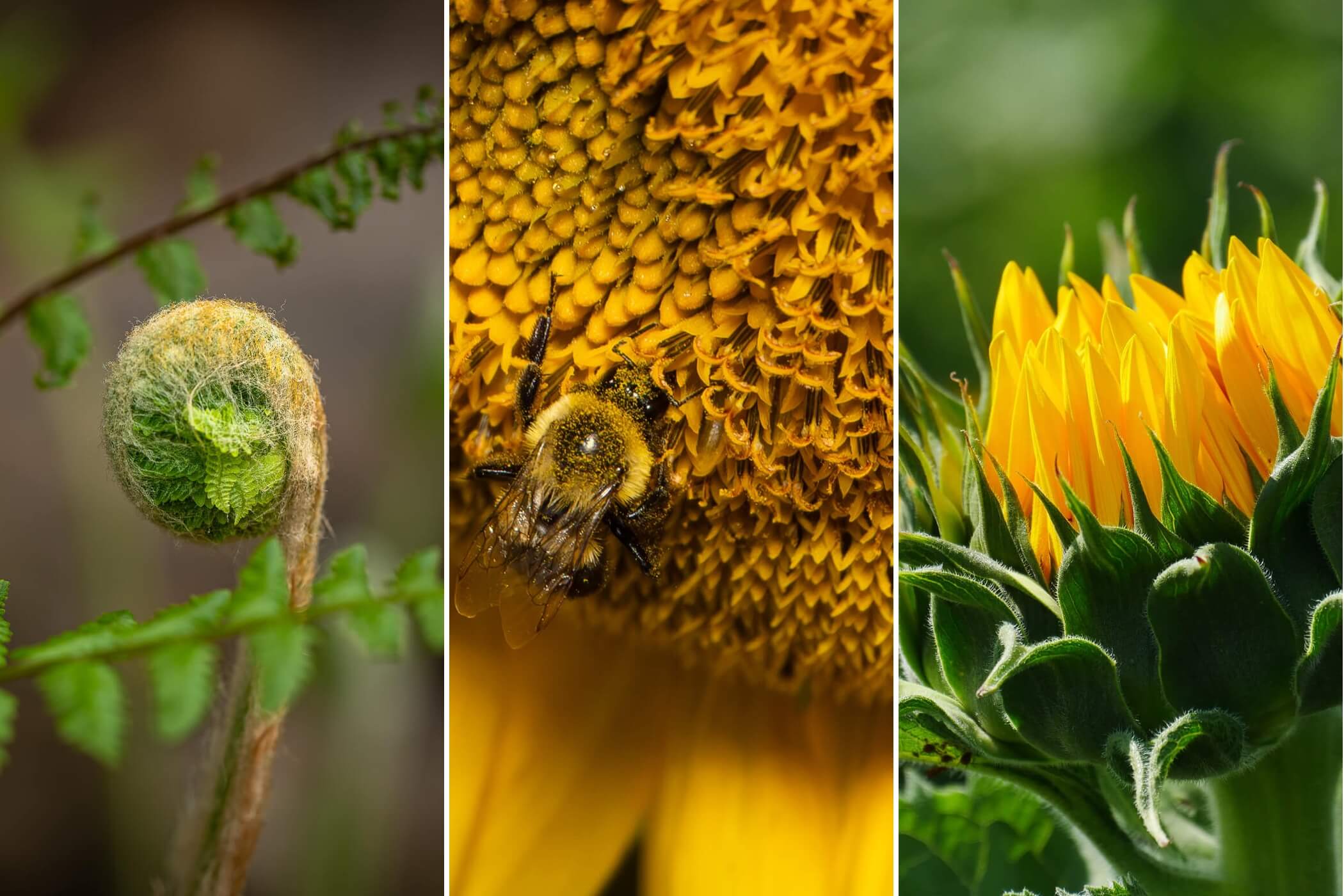 2026 People's Choice voting: Plants and Flowers - Kentucky Living