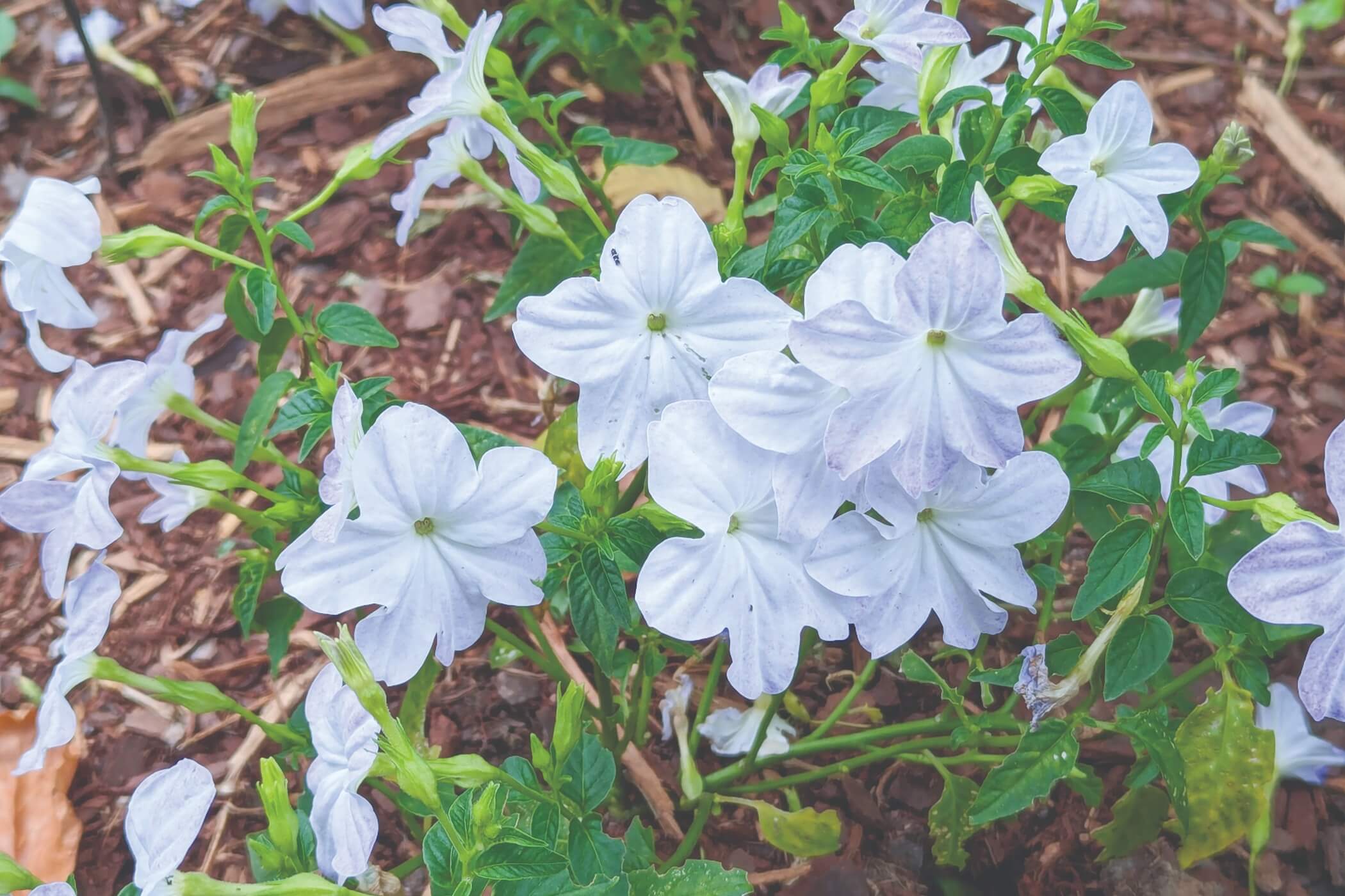 Color in the shade