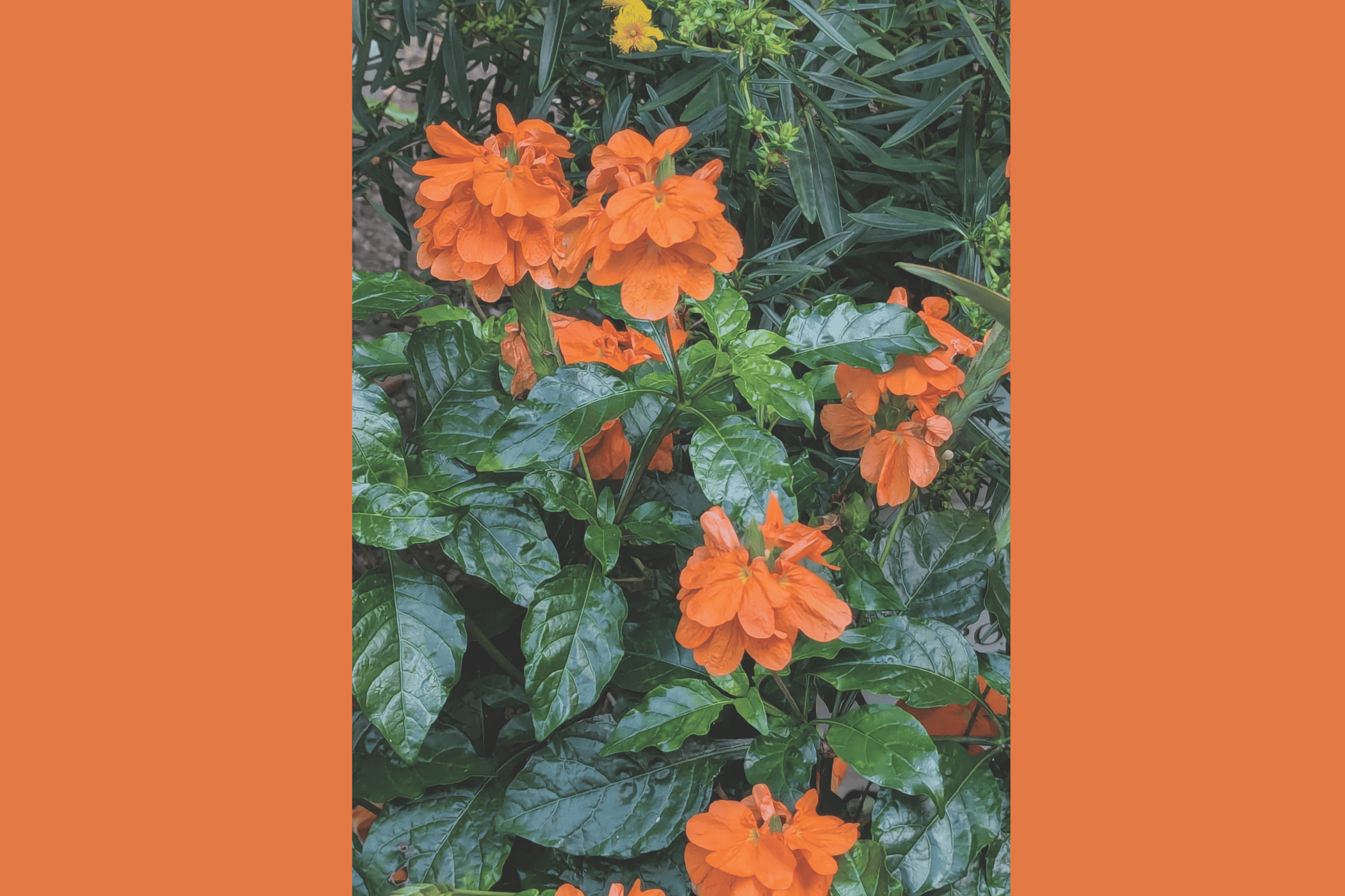 Firecracker flower